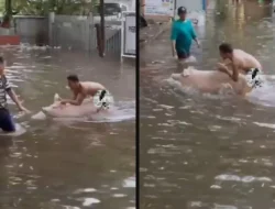 Bukan Mobil atau Motor, Pria Ini Naik Babi Terobos Banjir