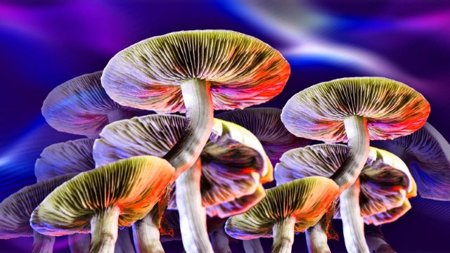 Mengejutkan! Eksperimen Magic Mushroom ke Sejumlah Pemuka Agama di Dunia, Begini Efeknya