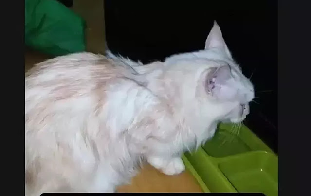 Viral Warga Selamatkan Kucing Eko Patrio Saat Rumah Dijarah