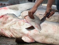 Ikan Hiu Jadi Santapan MBG di Ketapang, BGN Sebut Kearifan Lokal