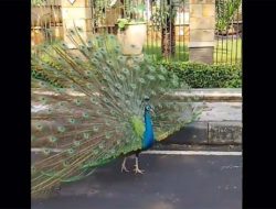 Viral Burung Merak Berkeliaran di Duren Sawit, Jadi Tontonan Warga