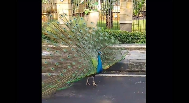 Viral Burung Merak Berkeliaran di Duren Sawit, Jadi Tontonan Warga