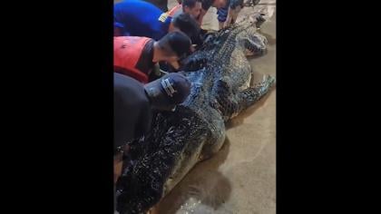 Buaya Raksasa 7 Meter Mati di Inhil, Isi Perutnya Bikin Merinding!