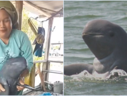 Viral! Wanita Joget Pegang Ikan Pesut Mati, Terancam Pasal Berapa?