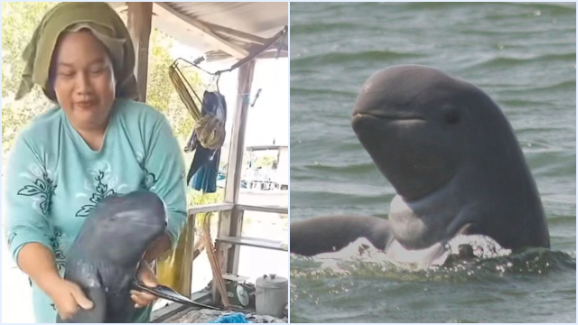 Viral! Wanita Joget Pegang Ikan Pesut Mati, Terancam Pasal Berapa?