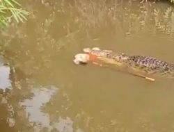 Tragis! Kronologi Lengkap Warga Aceh Tewas Diterkam Buaya Saat Cari Lokan