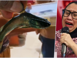 Fakta Lele Marinasi di Pamekasan: Bukan Mentah, Ternyata Ini Strategi Cerdas Ahli Gizi!
