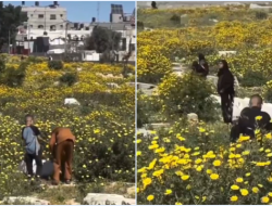 Bunga Kuning Mekar di Makam Gaza: Tanda Alam yang Bikin Haru dan Penasaran, Ini Maknanya!