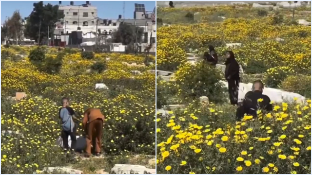 Bunga Kuning Mekar di Makam Gaza: Tanda Alam yang Bikin Haru dan Penasaran, Ini Maknanya!