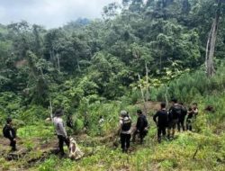 4 DPO Ladang Ganja 20 Hektar di Empat Lawang Masih Buron, Polisi Sita 220 Kg Siap Edar!