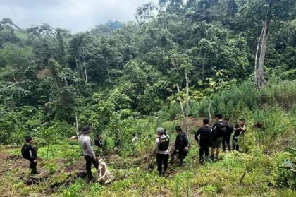 4 DPO Ladang Ganja 20 Hektar di Empat Lawang Masih Buron, Polisi Sita 220 Kg Siap Edar!